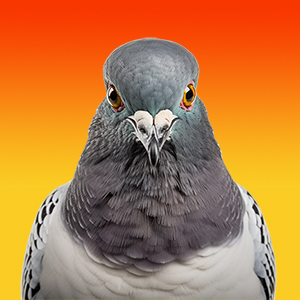 SGR Pigeon